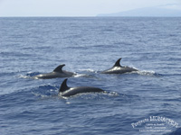Grupo de delfines mulares Tursiops truncatus