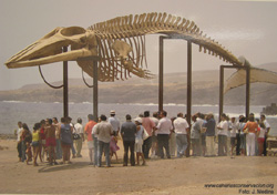 Osteología de los Cetáceos de Canarias